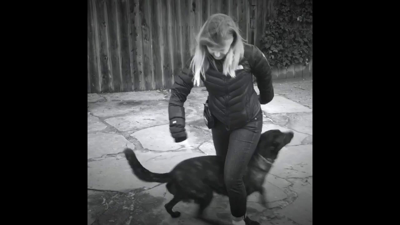 Borte the Dutch Shepherd doing tricks at Canine Circus School