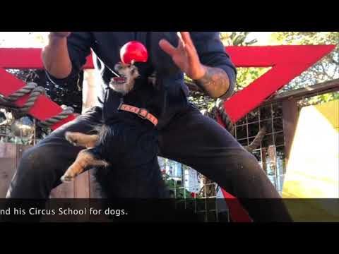 Zion at  Canine Circus School ( Australian Cattle Dog )