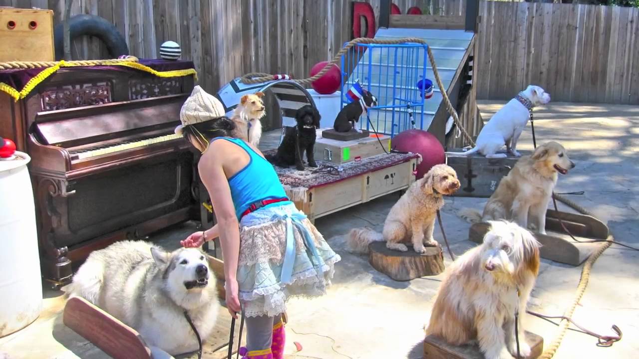 Bay Area Dog Trainer Canine Circus Class