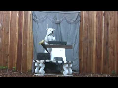 Dog Plays Theremin Bay Area Dog Trainer Circus Class