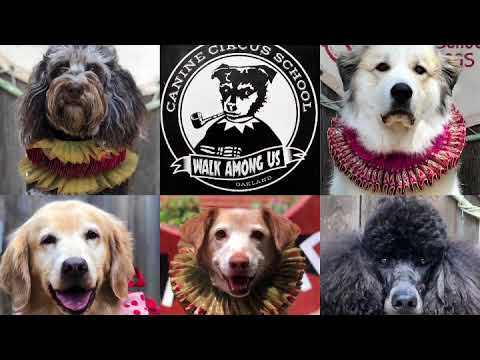 The original Canine Circus School