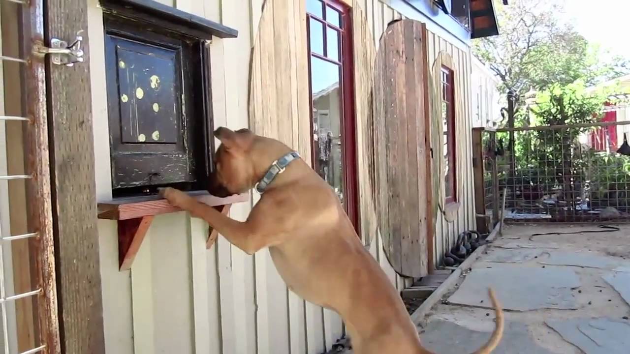 Canine Acting Classes: Bay Area Dog Trainer Oakland, Berkeley, San Francisco, California
