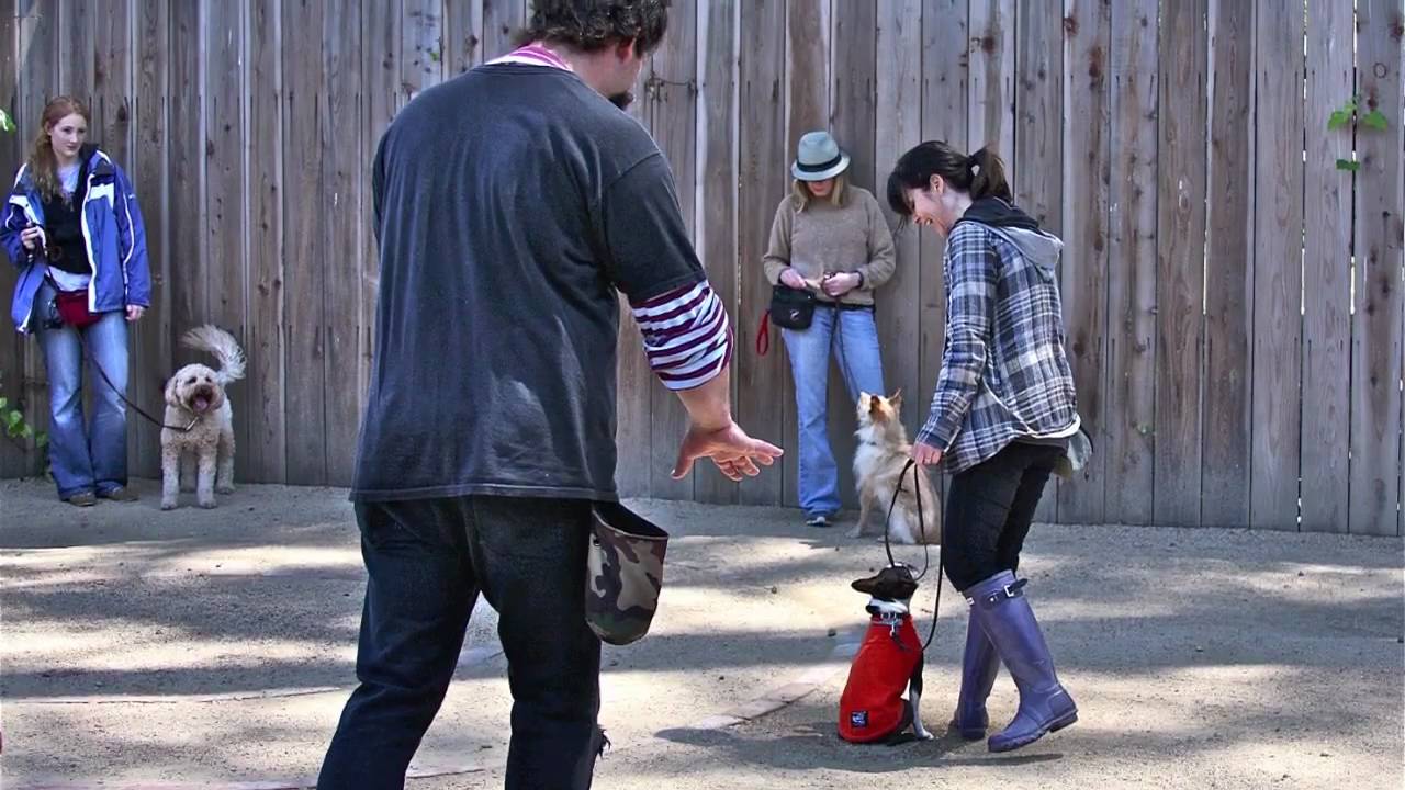 East Bay Dog Circus Class, Bay Area Dog Trainer.