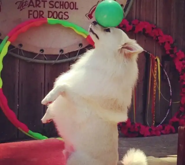 dog balancing ball on nose circus 4 group class Medium