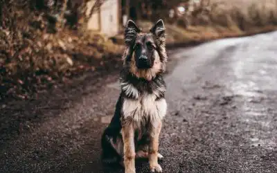 A Comprehensive Guide to Safe Boarding for Aggressive Dogs