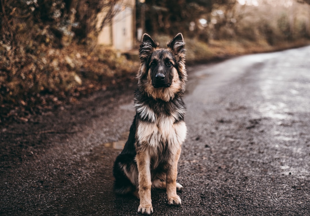 a-comprehensive-guide-to-safe-boarding-for-aggressive-dogs-image calm German Shepherd sitting outdoors, attentive for training