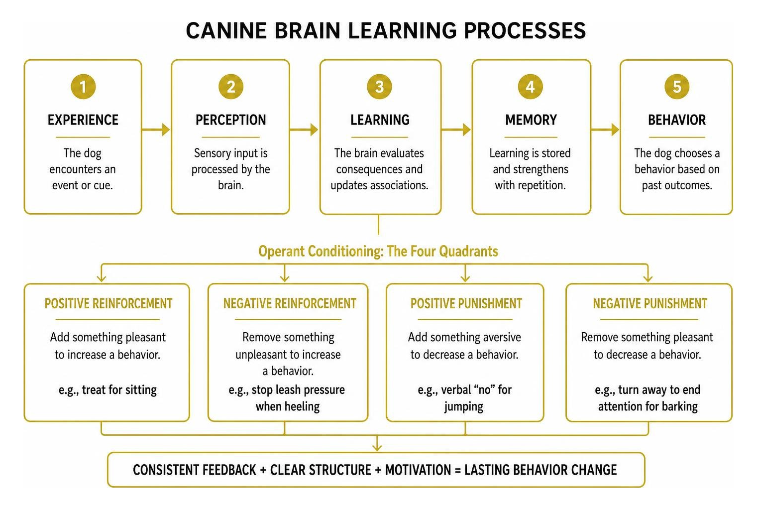 how-to-train-your-older-dog-effectively-in-7-steps-image canine brain learning processes diagram