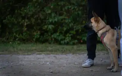 Step-by-Step Guide to Balanced Dog Behavior Training