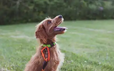 A Practical Guide to Basic Puppy Training Terms Demystified