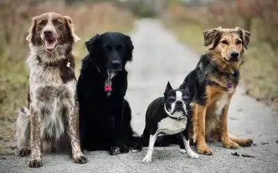 The Definitive Guide to Finding Local Dog Group Classes