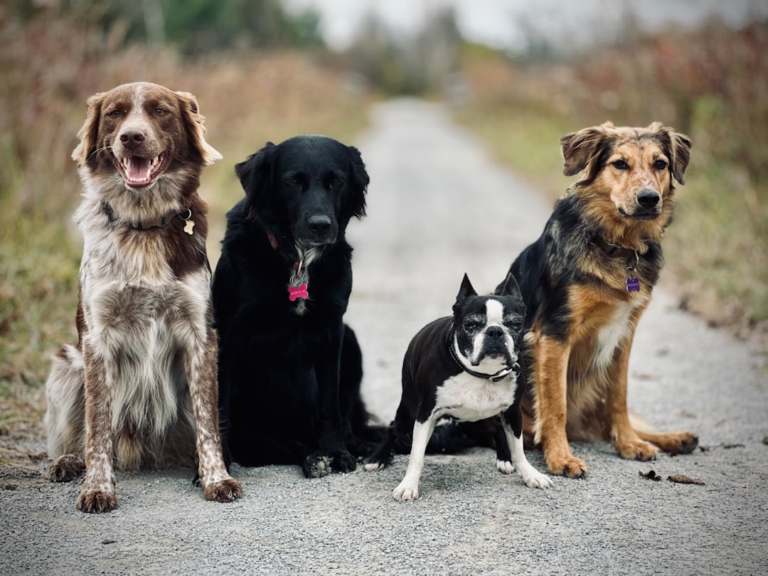 the-definitive-guide-to-finding-local-dog-group-classes-image group dog classes