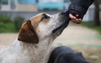 An Essential Guide to Fear Aggression Dog Training