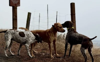 Beginner’s Guide to Safe Dog Aggression Solutions