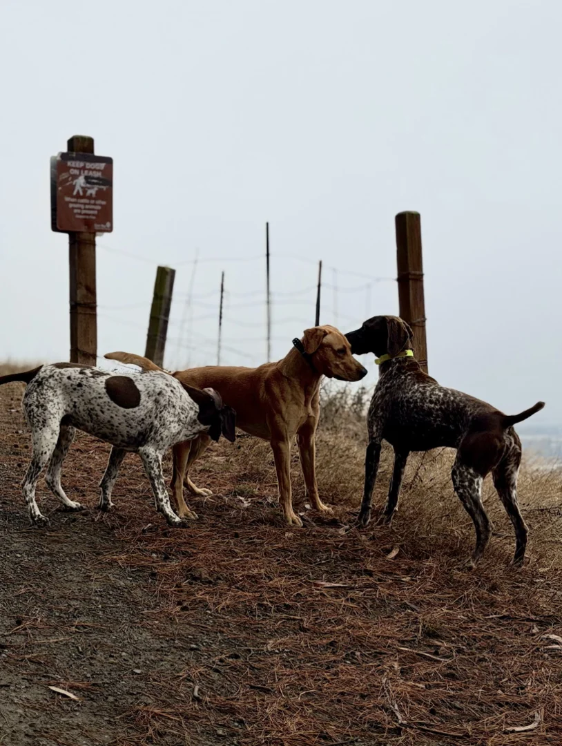 beginners-guide-to-safe-dog-aggression-solutions-image dog training off leash socialization properly