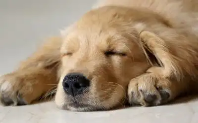 How to Get a Puppy to Sleep Through the Night in 5 Simple Steps