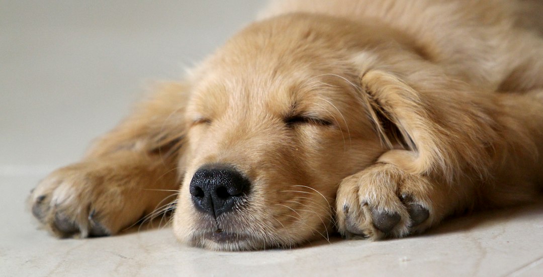 how-to-get-your-puppy-to-sleep-through-the-night-image sleeping puppy