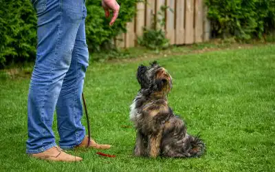 One Simple Way to Master Behavior Modification Methods
