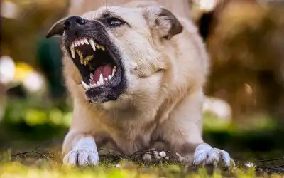 Step-by-Step Guide to Behavioral Training for Anxious Dogs
